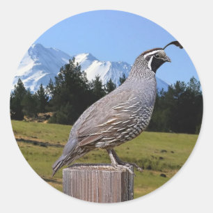 QUAIL ON DREAM POINT CLASSIC ROUND STICKER