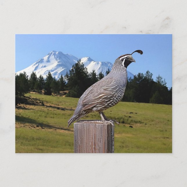 QUAIL ON DREAM POINT POSTCARD (Front)