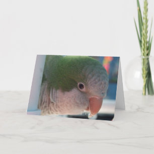 Quaker Parakeet Greeting Card