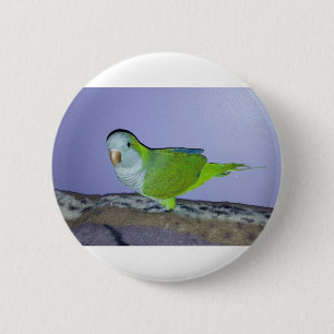 Quaker Parrot 6 Cm Round Badge