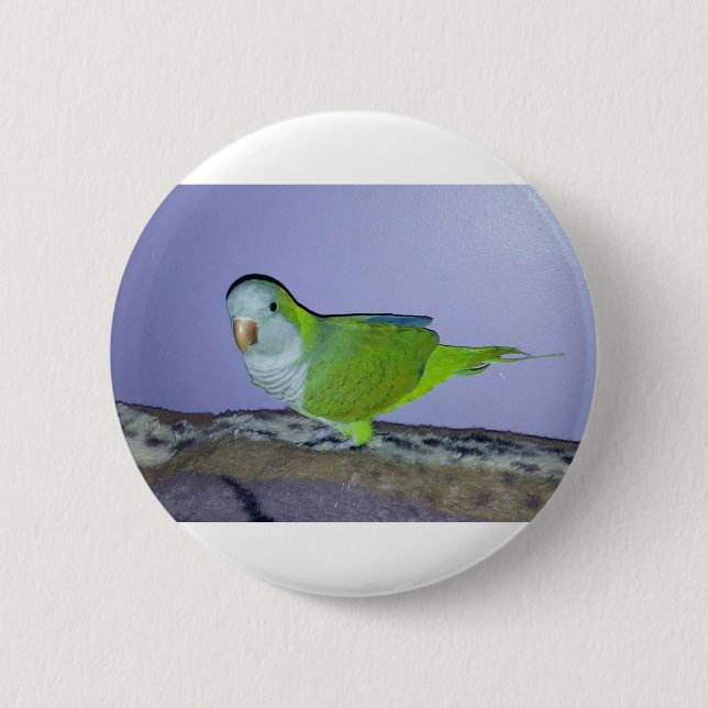 Quaker Parrot 6 Cm Round Badge (Front)