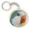 Quaker parrot realistic painting