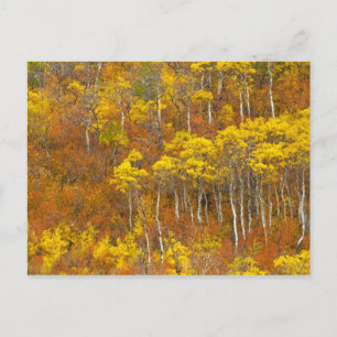 Quaking aspen grove in peak autumn colour in 2 postcard