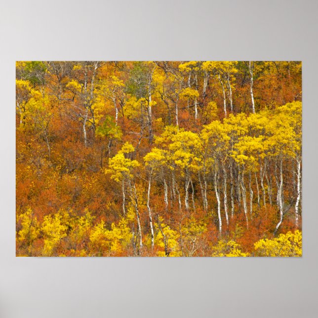 Quaking aspen grove in peak autumn colour in 2 poster (Front)
