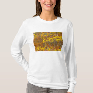 Quaking aspen grove in peak autumn colour in 2 T-Shirt