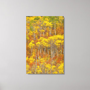 Quaking aspen grove in peak autumn colour in canvas print