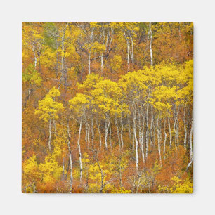Quaking aspen grove in peak autumn colour in magnet