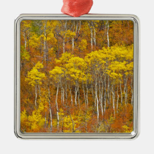 Quaking aspen grove in peak autumn colour in metal tree decoration