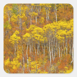 Quaking aspen grove in peak autumn colour in square sticker