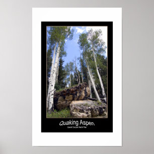 Quaking Aspen Trees Tower Over Unearthed Boulders Poster