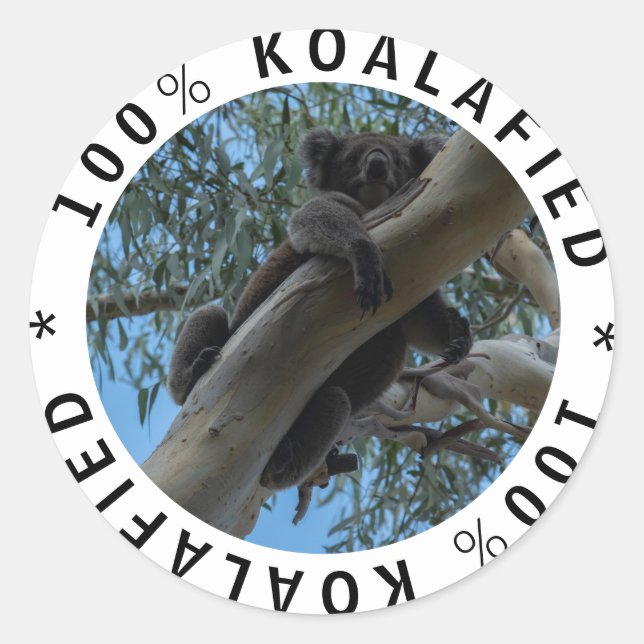 Qualified Koalafied Cute Funny Koala in a Tree Classic Round Sticker (Front)