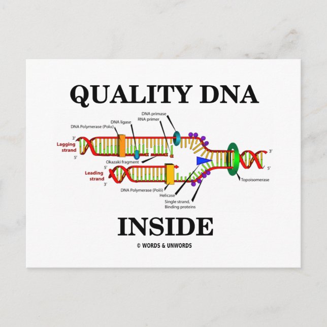 Quality DNA Inside (DNA Replication) Postcard (Front)