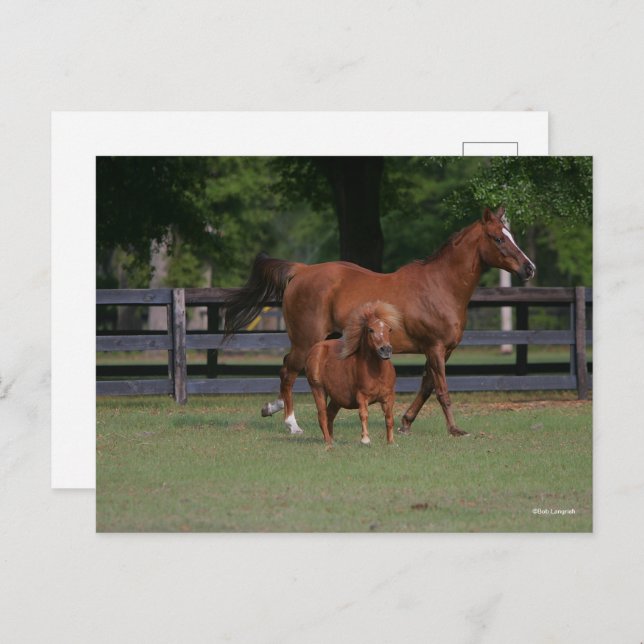 Quarter Horse and Miniature Together Postcard (Front/Back)