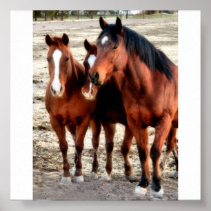 Quarter Horse Art Poster