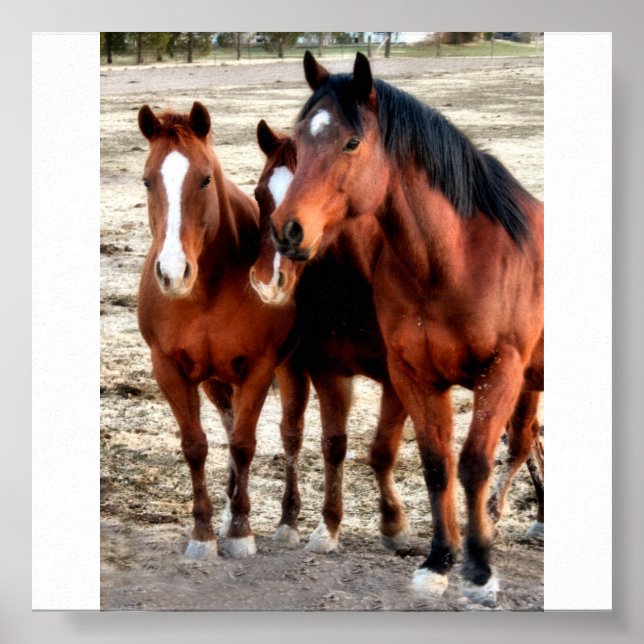 Quarter Horse Art Poster (Front)