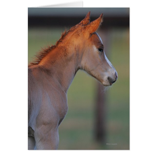Quarter Horse Foal (Front)