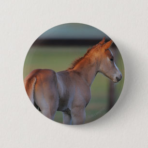 Quarter Horse Foal 6 Cm Round Badge