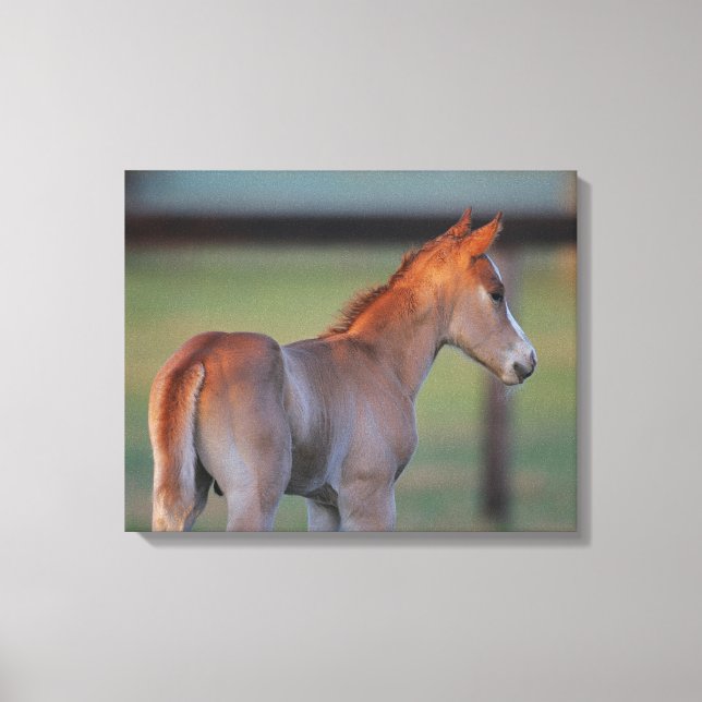 Quarter Horse Foal Canvas Print (Front)