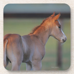 Quarter Horse Foal Coaster