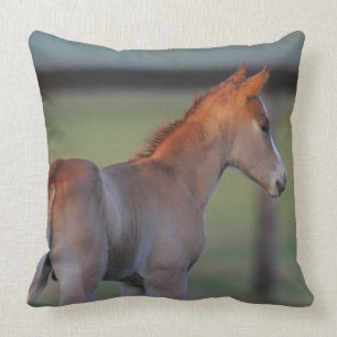 Quarter Horse Foal Cushion
