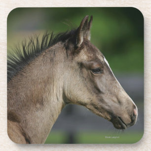 Quarter Horse Foal Headshot Coaster