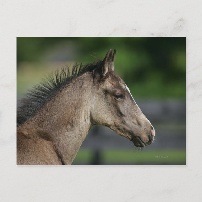 Quarter Horse Foal Headshot Postcard (Front)