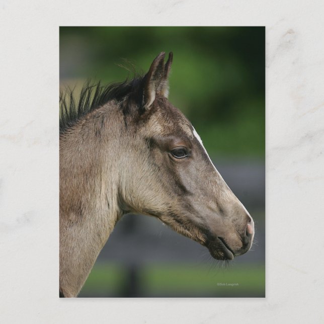 Quarter Horse Foal Headshot Postcard (Front)