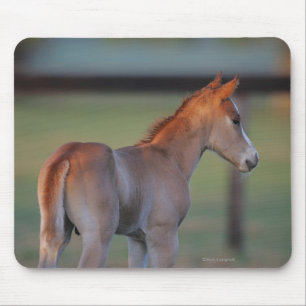 Quarter Horse Foal Mouse Mat