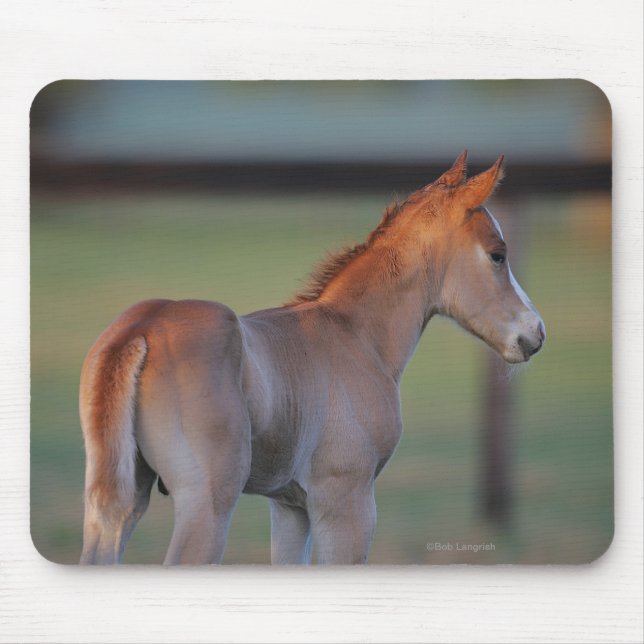 Quarter Horse Foal Mouse Mat (Front)