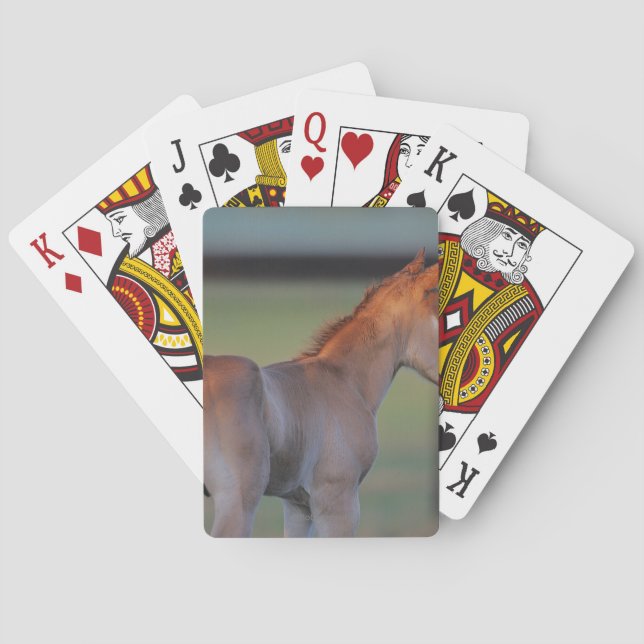 Quarter Horse Foal Playing Cards (Back)
