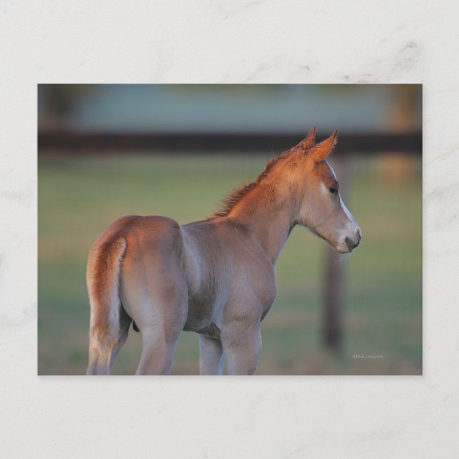 Quarter Horse Foal Postcard (Front)