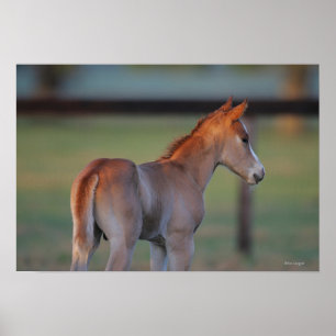 Quarter Horse Foal Poster
