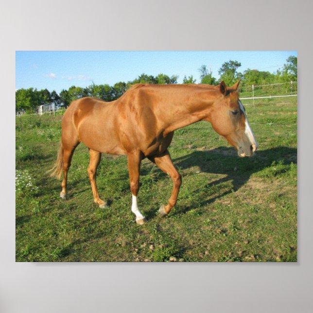 Quarter Horse Gelding Poster (Front)