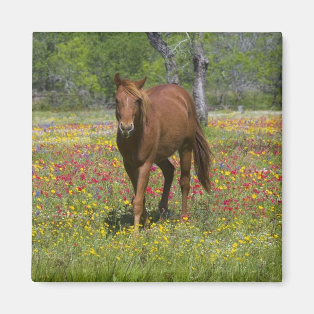 Quarter Horse in Field of Wildflowers Magnet (Front)