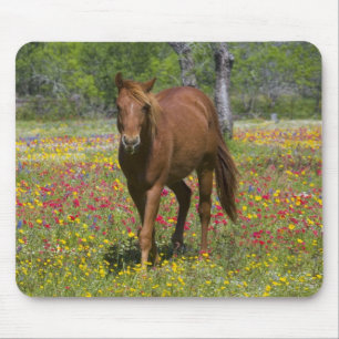 Quarter Horse in Field of Wildflowers Mouse Mat
