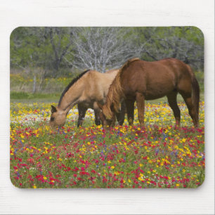 Quarter Horse in field of wildflowers near Cuero Mouse Mat
