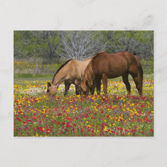 Quarter Horse in field of wildflowers near Cuero Postcard (Front)