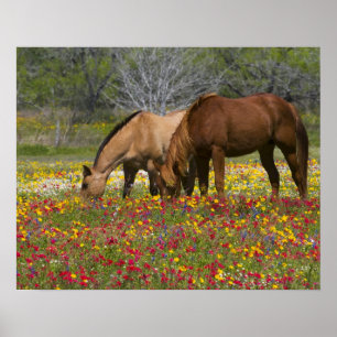 Quarter Horse in field of wildflowers near Cuero Poster