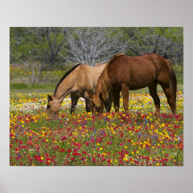 Quarter Horse in field of wildflowers near Cuero Poster (Front)