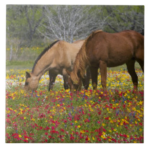 Quarter Horse in field of wildflowers near Cuero Tile