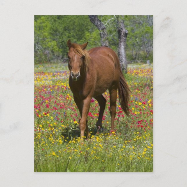 Quarter Horse in Field of Wildflowers Postcard (Front)