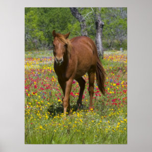 Quarter Horse in Field of Wildflowers Poster