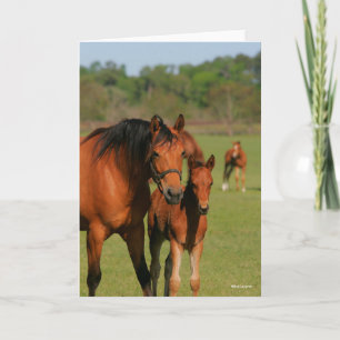 Quarter Horse Mare And Foal Standing Card
