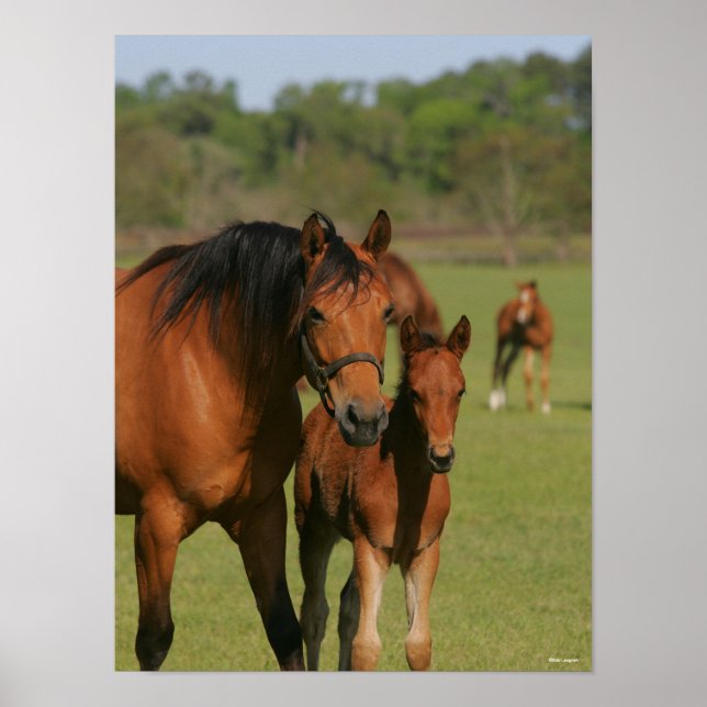 Quarter Horse Mare and Foal Standing Poster (Front)