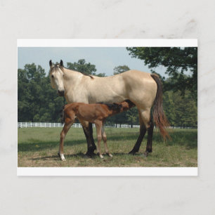 Quarter Horse Mare & Foal Postcard