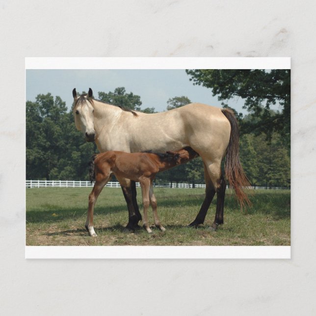 Quarter Horse Mare & Foal Postcard (Front)