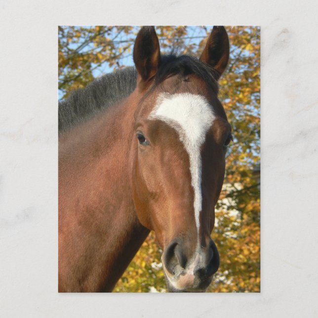 Quarter Horse Postcard (Front)
