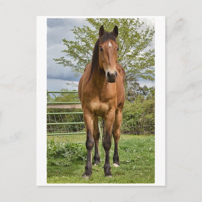 Quarter Horse Postcard (Front)