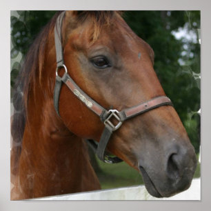Quarter Horse Poster Print