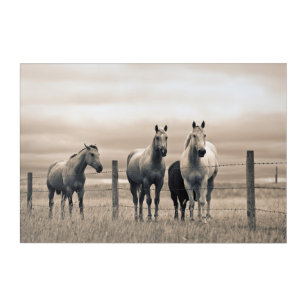 Quarter Horses On Canadian Prairie Acrylic Print